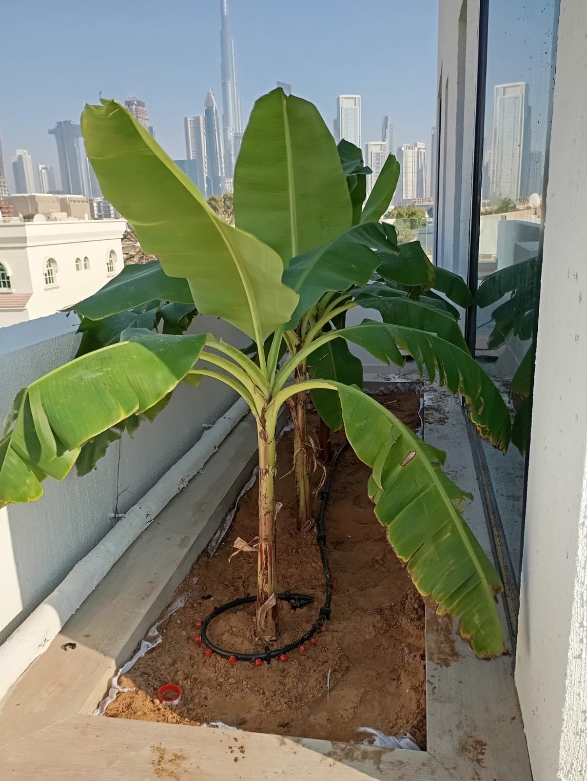 WhatsApp Image 2026-01-26 at 9.31.13 PM (1)